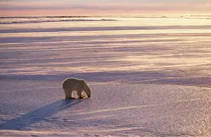 Sympathy: POLAR BEAR - in landscape at sunrise