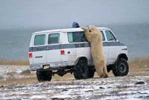 Encroachment: Polar Bear - leaning on van