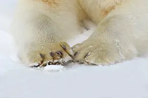 Feet: Polar Bear - legs and feet close up
