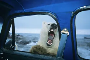 Encroachment: Polar Bear - looking through door window of pickup