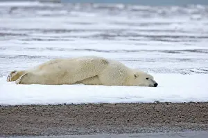 Exhausted: Polar Bear lying face down in the snow Autumn
