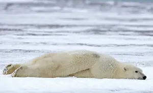 Exhausted: Polar Bear lying face down in the snow Autumn