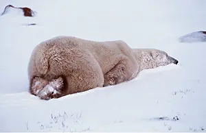 Contentment: POLAR BEAR - LYING FLAT IN SNOW