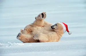 Capationable: Polar Bear - lying on ice wearing Christmas hat