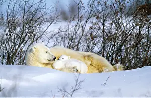 Touching: POLAR BEAR - lying in snow, with cubs