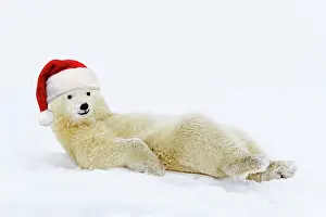 Relaxing: Polar Bear lying in the snow wearing a red Chris