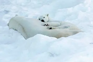 Ranua: Polar Bear male & female in the snow Ranua Wildlife