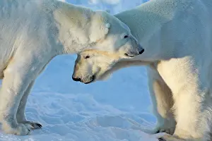 Ranua: Polar Bear male & female in the snow Ranua Wildlife