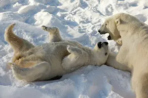 Ranua: Polar Bear male & female in the snow Ranua Wildlife