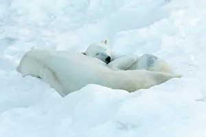Ranua: Polar Bear male & female in the snow Ranua Wildlife