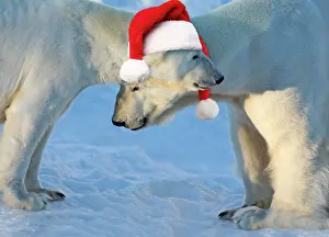 Ranua: Polar Bear male & female in the snow wearing