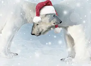 Ranua: Polar Bear male & female in the snow wearing