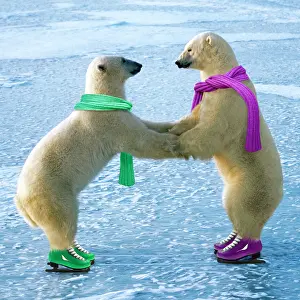 Scarves: Polar Bear - males - ice skating - wearing scarves