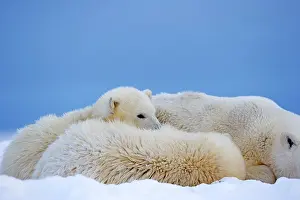 Barrier: Polar Bear - mother with 2 cubs - along a barrier