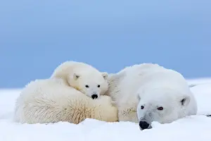 Barrier: Polar Bear - mother with 2 cubs - along a barrier