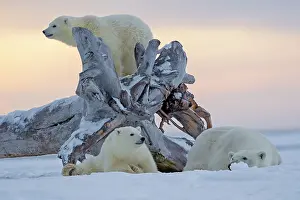 Barrier: Polar Bear - mother with 2 cubs - along a barrier