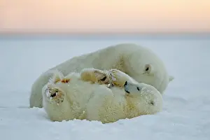 Barrier: Polar Bear - mother with 2 cubs - along a barrier