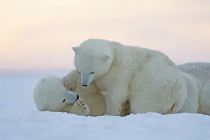 Barrier: Polar Bear - mother with 2 cubs - along a barrier