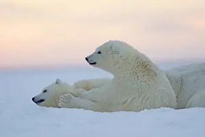 Barrier: Polar Bear - mother with 2 cubs - along a barrier