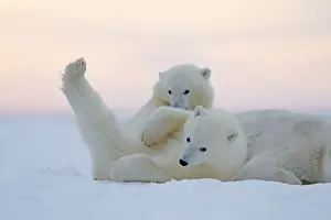 Barrier: Polar Bear - mother with 2 cubs - along a barrier