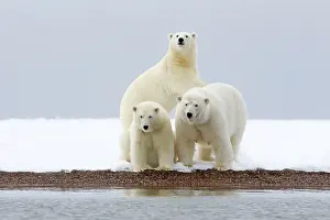 Barrier: Polar Bear - mother with 2 cubs - along a barrier