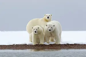 Barrier: Polar Bear - mother with 2 cubs - along a barrier