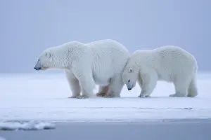 Maritimus: Polar Bear - mother with cub