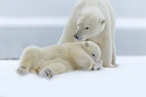 Barrier: Polar Bear - mother with one cub - along a barrier