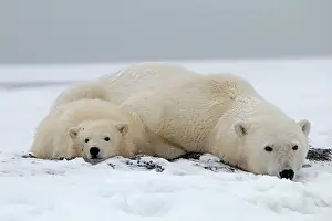 Barrier: Polar Bear - mother with cub along a barrier island