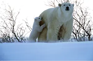 Touching: POLAR BEAR - mother with cub, standing in snow
