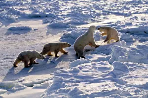 Confronting: Polar Bear - mother with two cubs confronting a