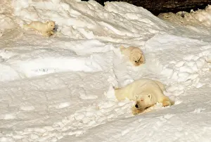 Tobogganing: Polar BEAR - mother with cubs sliding from winter den