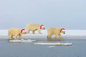 Beaufort: Polar Bear, mother with cubs wearing Christmas hats