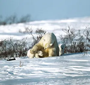 Cuddling: Polar Bear - mother with paw on cub
