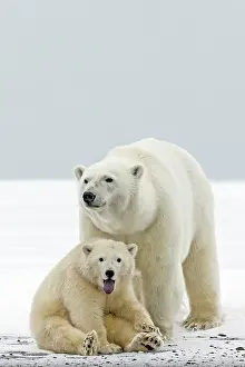 Cheeky: Polar Bear mother with one year old cub