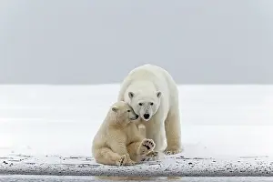 Secret: Polar Bear mother with one year old cub