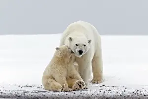 Secret: Polar Bear mother with one year old cub