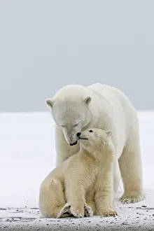 Secret: Polar Bear mother with one year old cub