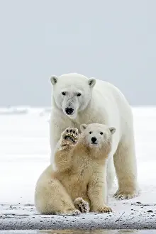 Waving: Polar Bear mother with one year old cub