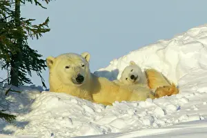 Note: Polar Bear - mother and young cub, resting in snow