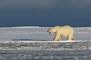Beaufort: Polar Bear - with mouth open