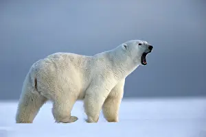 Beaufort: Polar Bear - with mouth wide open