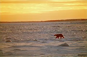 Silhouettes: Polar BEAR - moving across landscape