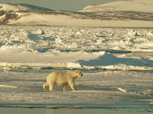 Habtiat: Polar bear on pack ice