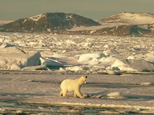 Habtiat: Polar bear on pack ice