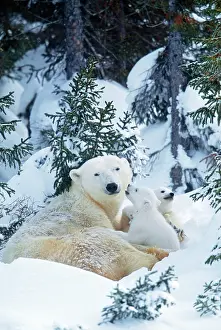 Parent: POLAR BEAR - Parent with 2 cubs