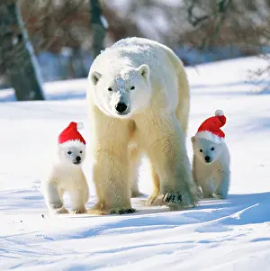 Capationable: Polar Bear - Parent with cubs wearing Christmas hats