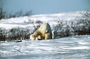 Touching: POLAR BEAR - PAW ON CUB