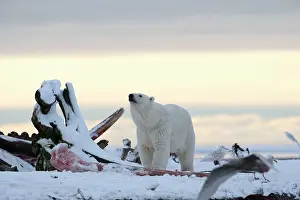 Pile: Polar Bear - next to a pile of whale bones