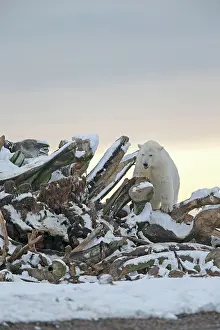 Pile: Polar Bear - next to a pile of whale bones